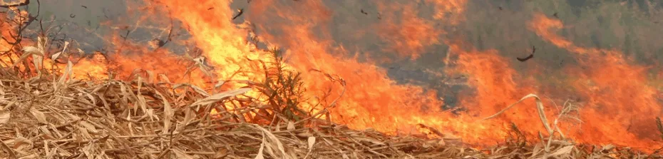 open field crop burning